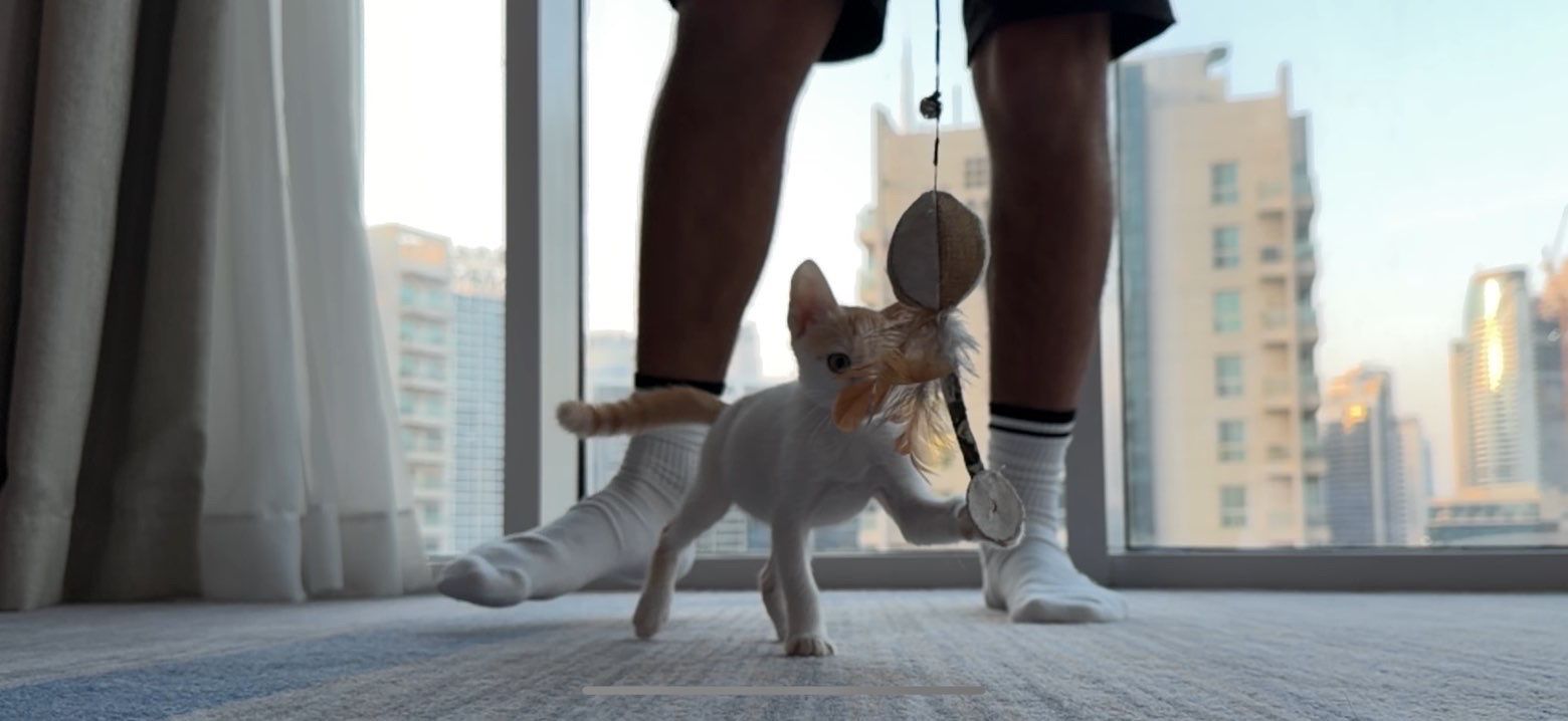 Cat 1
