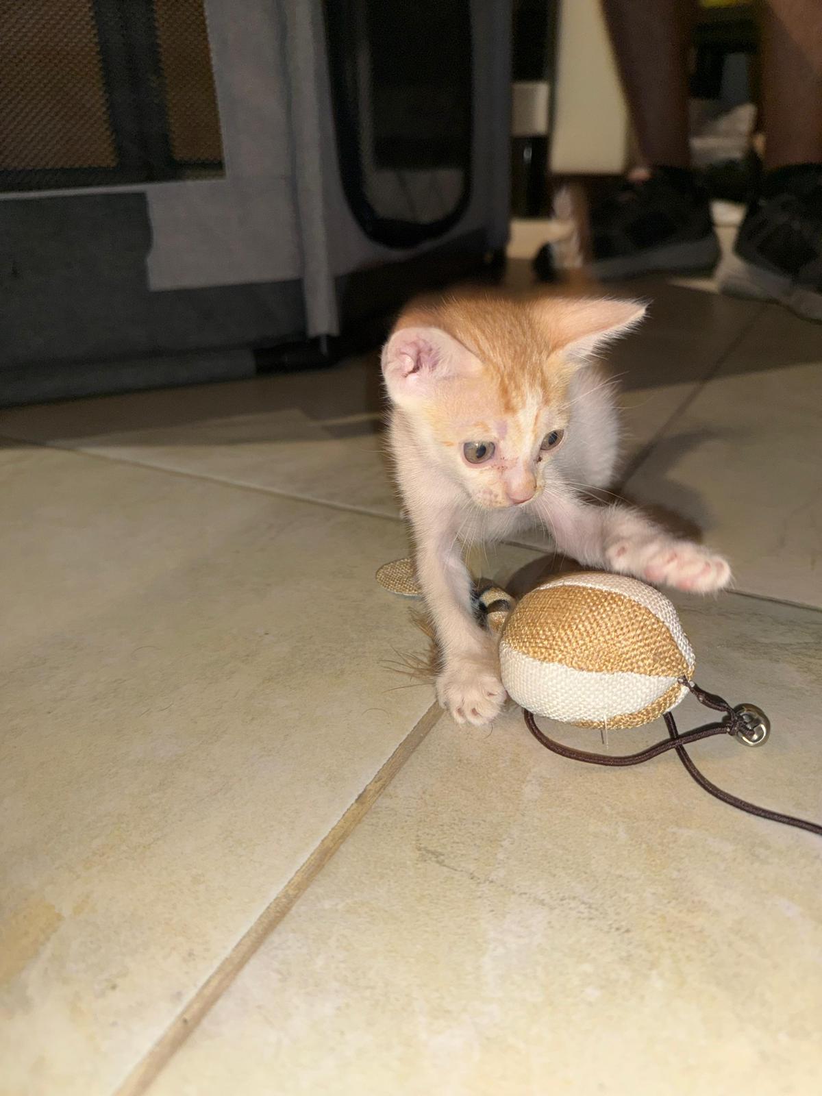 Cat 3