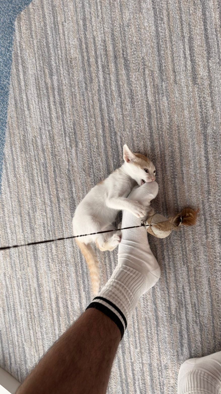 Cat 2