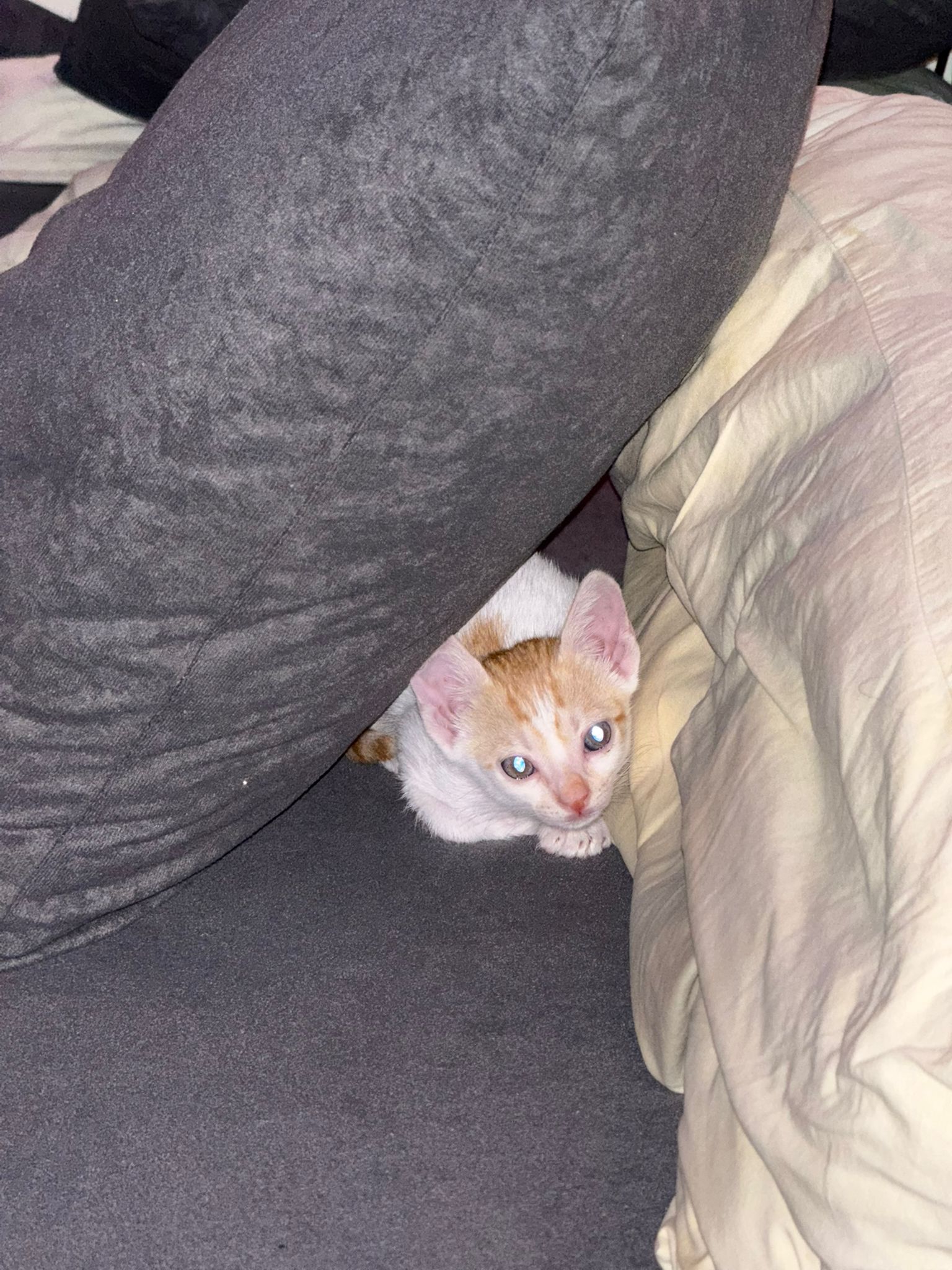Cat 4