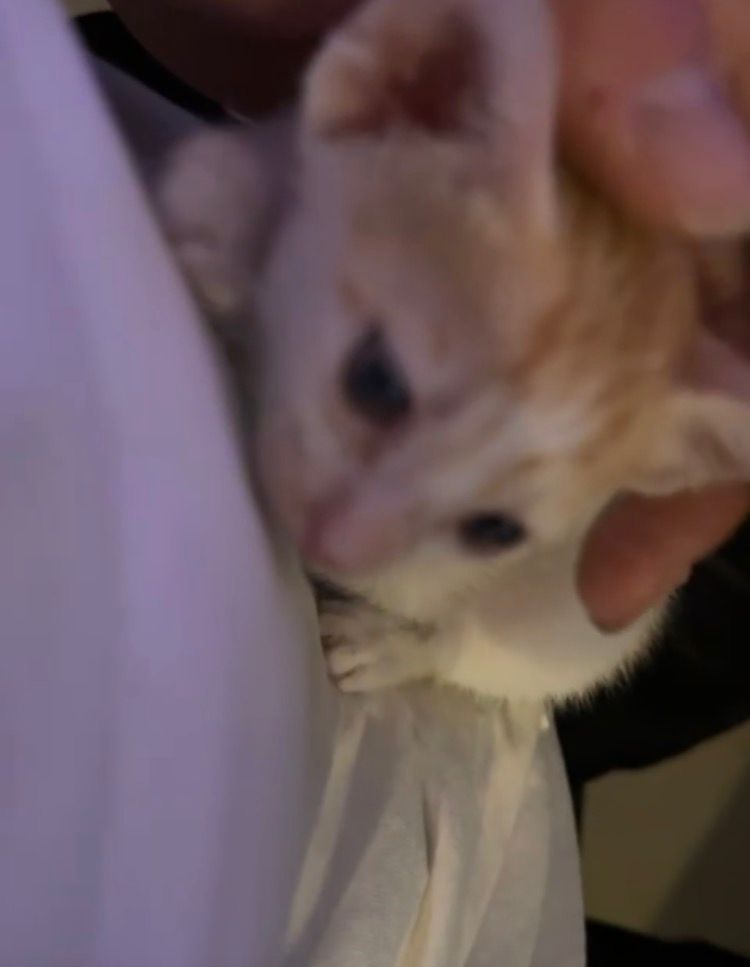 Cat 5