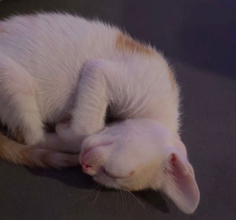 Cat 7