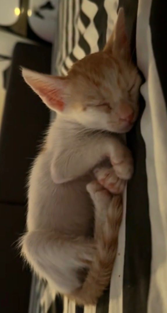 Cat 8